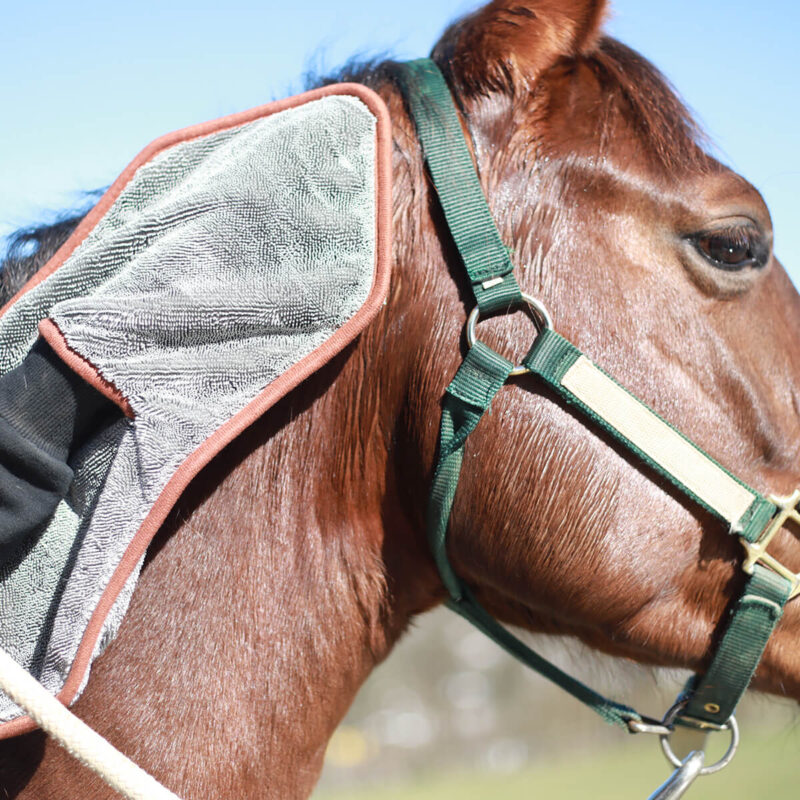 Ein Pferd wird an den Ohren mit dem Mikrofasertuch Grip Cut twisted getrocknet.